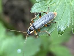 Attēlu rezultāti vaicājumam “Cantharis nigricans”