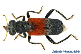 Attēlu rezultāti vaicājumam “Cleridae”