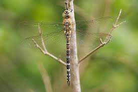 Attēlu rezultāti vaicājumam “Aeshna mixta female”