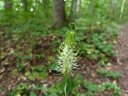 Attēlu rezultāti vaicājumam “Phyteuma spicatum fruit”