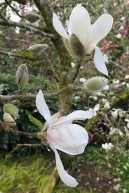 Attēlu rezultāti vaicājumam “Magnolia kobus flower”