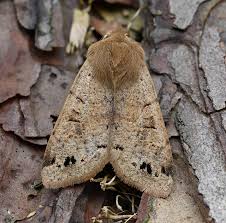 Attēlu rezultāti vaicājumam “Orthosia munda”