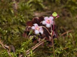 Attēlu rezultāti vaicājumam “Chimaphila umbellata flower”