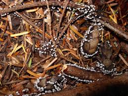 Attēlu rezultāti vaicājumam “Physarum cinereum”