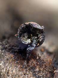 Attēlu rezultāti vaicājumam “Lamproderma pseudomaculatum”