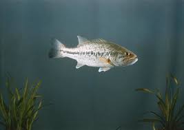 Image result for Micropterus salmoides