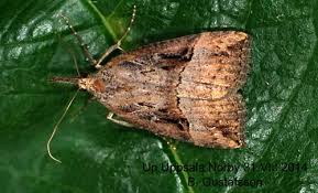 Attēlu rezultāti vaicājumam “Hypena rostralis”