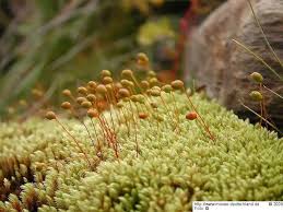 Attēlu rezultāti vaicājumam “Philonotis marchica macro”