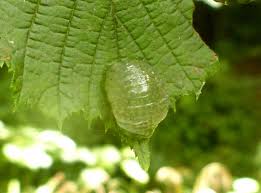 Attēlu rezultāti vaicājumam “Trichoptera egg mass”