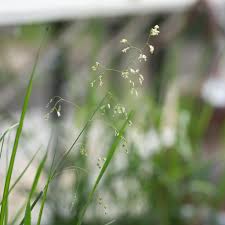 Attēlu rezultāti vaicājumam “Hierochloe odorata”