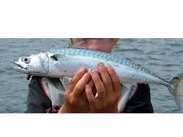 Image result for Scomber scombrus