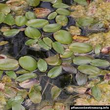 Attēlu rezultāti vaicājumam “Potamogeton natans leaf”