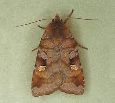 Attēlu rezultāti vaicājumam “Diarsia brunnea”