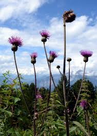 Attēlu rezultāti vaicājumam “Cirsium heterophyllum”