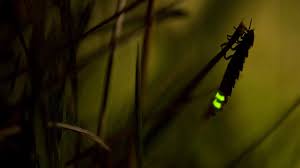 Attēlu rezultāti vaicājumam “Lampyris noctiluca”