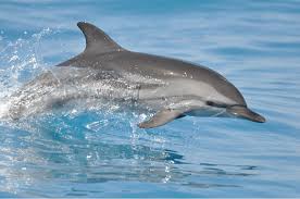 Image result for Stenella coeruleoalba