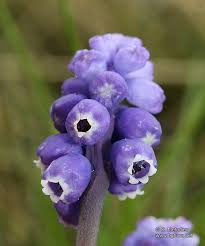 Attēlu rezultāti vaicājumam “Muscari botryoides flower”