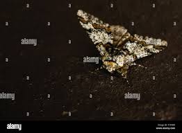 Attēlu rezultāti vaicājumam “Pareulype berberata”