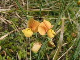 Attēlu rezultāti vaicājumam “Lathyrus”