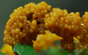 Attēlu rezultāti vaicājumam “Badhamia lilacina”