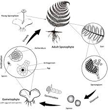 Attēlu rezultāti vaicājumam “sporophyte”