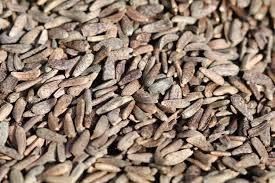 Attēlu rezultāti vaicājumam “Arctium lappa fruit”