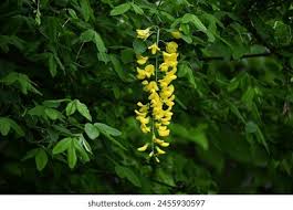 Image result for Laburnum anagyroides