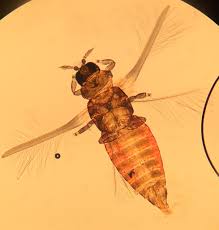 Attēlu rezultāti vaicājumam “Thysanoptera”