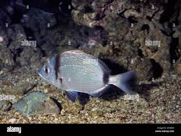 Image result for Diplodus vulgaris