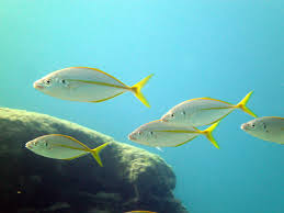 Image result for Pseudocaranx dentex