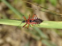 Attēlu rezultāti vaicājumam “Rhynocoris annulatus nymph”