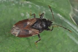 Attēlu rezultāti vaicājumam “Dryophilocoris flavoquadrimaculatus imago”