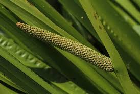 Image result for Acorus calamus