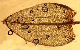 Attēlu rezultāti vaicājumam “Bryum schleicheri”