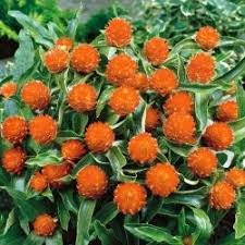 Image result for Kugelamarant