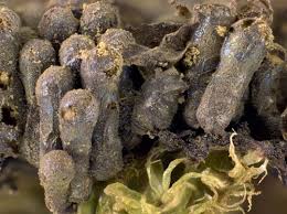 Attēlu rezultāti vaicājumam “Symphytocarpus impexus young”