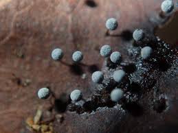 Attēlu rezultāti vaicājumam “Didymium difforme macro”