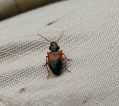 Attēlu rezultāti vaicājumam “Diachromus germanus”