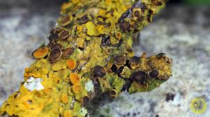 Attēlu rezultāti vaicājumam “Xanthoriicola physciae”