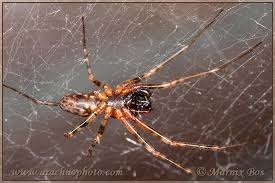 Attēlu rezultāti vaicājumam “Neriene montana”