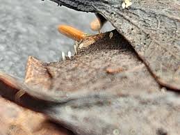 Attēlu rezultāti vaicājumam “Cribraria cancellata var. fusca stalked”