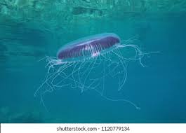 Attēlu rezultāti vaicājumam “Euura acutifoliae”