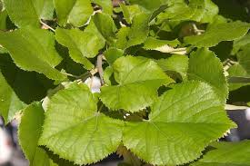 Attēlu rezultāti vaicājumam “Tilia tomentosa leaf”