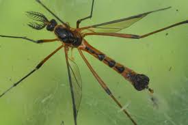 Attēlu rezultāti vaicājumam “Ctenicera pectinicornis male”