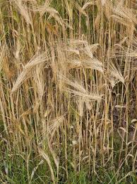 Attēlu rezultāti vaicājumam “Hordeum vulgare”