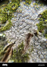 Attēlu rezultāti vaicājumam “Lecanora carpinea”