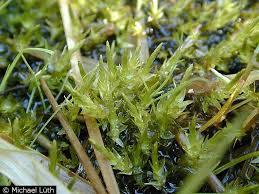 Attēlu rezultāti vaicājumam “Bryum caespiticium sporophyte”