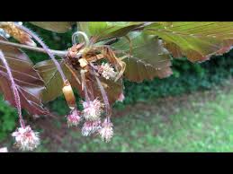 Attēlu rezultāti vaicājumam “Fagus sylvatica male flower”
