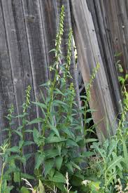 Attēlu rezultāti vaicājumam “Campanula bononiensis”