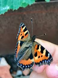 Image result for Small Tortoiseshell